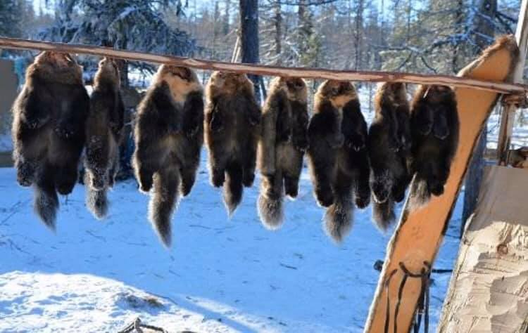 連峰の上に住む狩猟民族､オロチョン族(金さん特別編)